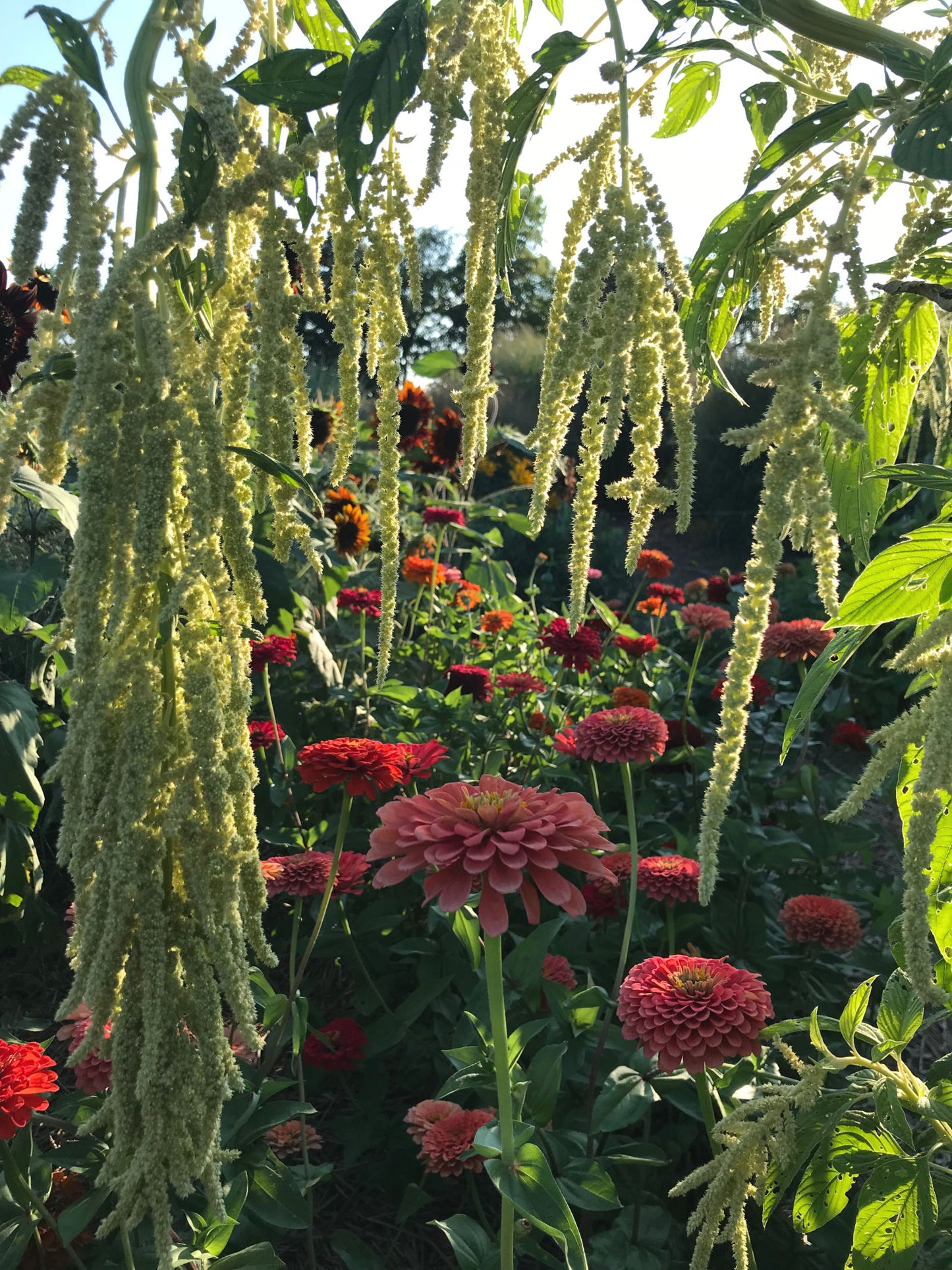Green Love Lies Bleeding Amaranth Seeds