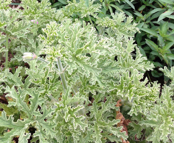 Grey Lady Plymouth Scented Geranium