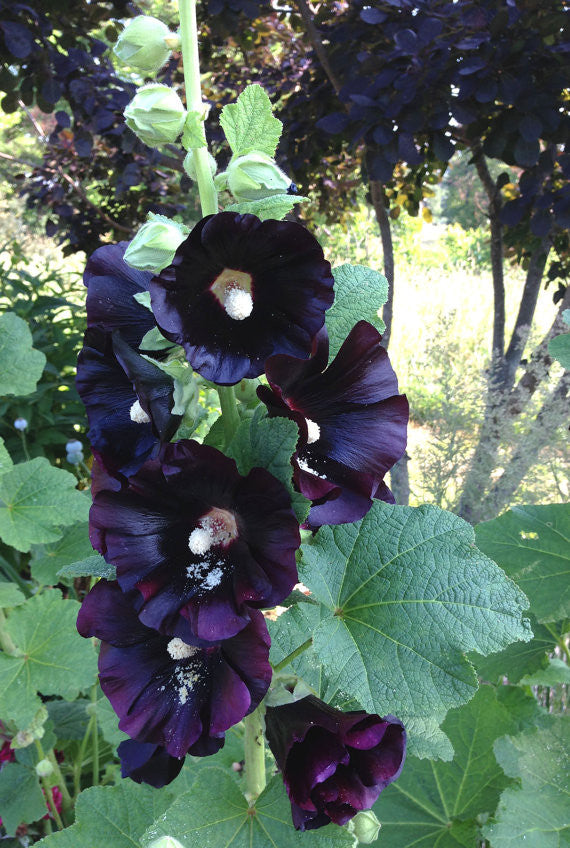 Hollyhock Henry The Eighth Black Flower