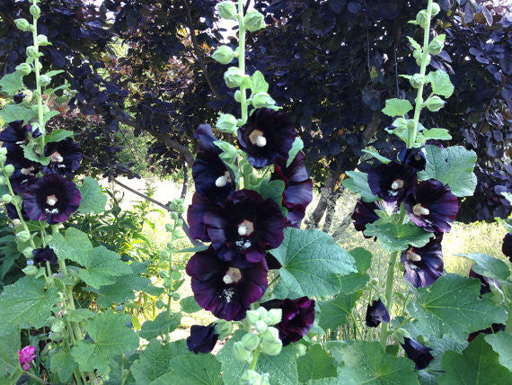 Alcea nigra Black Hollyhock Seeds