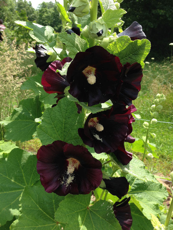 Black Hollyhock Seeds Alcea nigra 