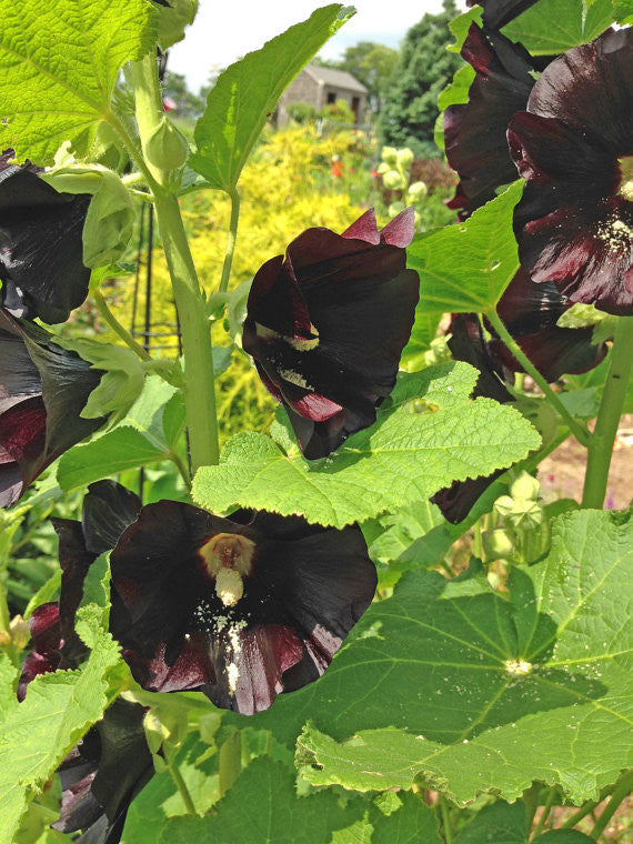 Hollyhock Seeds Black Hollyhocks Alcea nigra