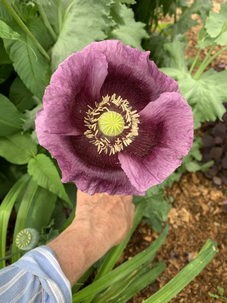 opium flower seeds Giant Blue Poppy Seeds, Hungarian Blue Poppy- Great Heirloom Poppy for the Garden