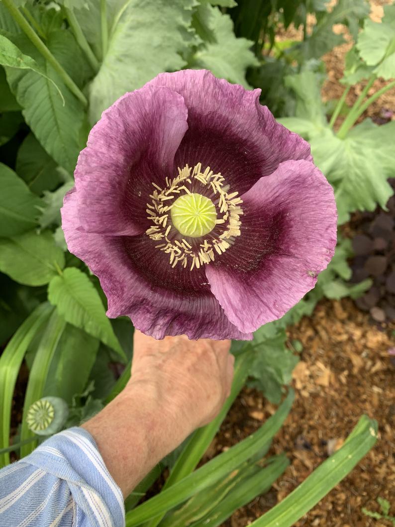 Giant Hungarian Blue Poppy Flower