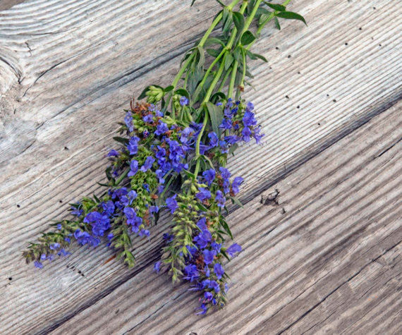 Hyssop officinalis Blue Hyssop