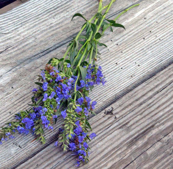 Herb Garden Blue Hyssop officinalis