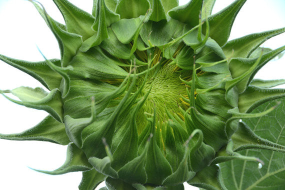 Tarahumara Sunflower Heirloom Sunflowers