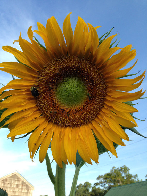Heirloom Sunflower Tarahumara