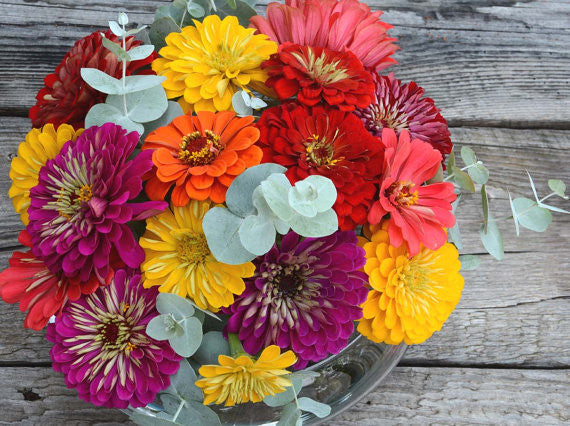 Benary's Mixed Zinnia Seeds