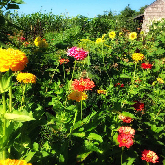 Benary's Mixed Zinnia Seeds