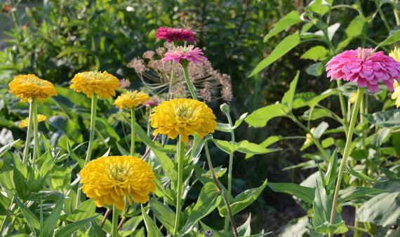 Large Mixed Zinnia Seeds Benary's Giant Zinnias