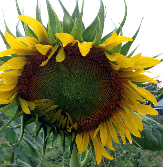 Heirloom Tarahumara Sunflower Seeds