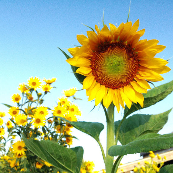 Tarahumara Sunflower Seeds White Seeded Sunflowers