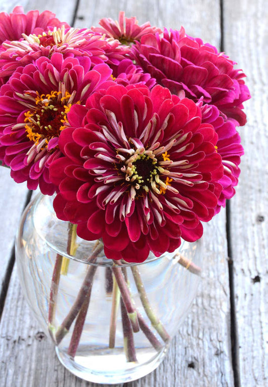 Benary's Giant Wine Zinnia Seeds For Sale