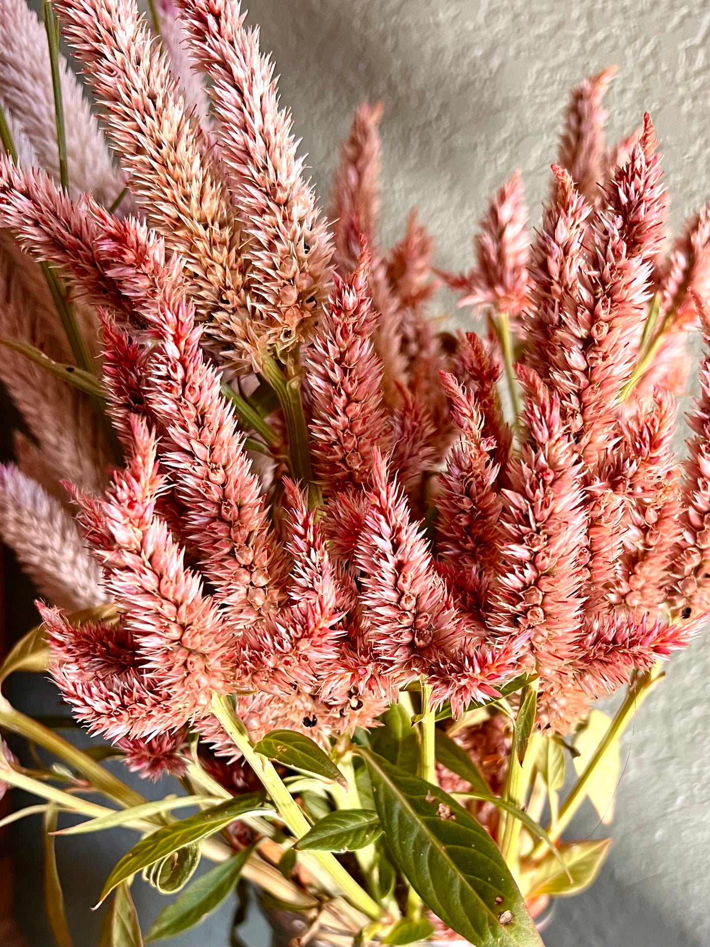 Terra Cotta Celosia Seeds, Annual Celosia- Great for Cut Flower Gardens