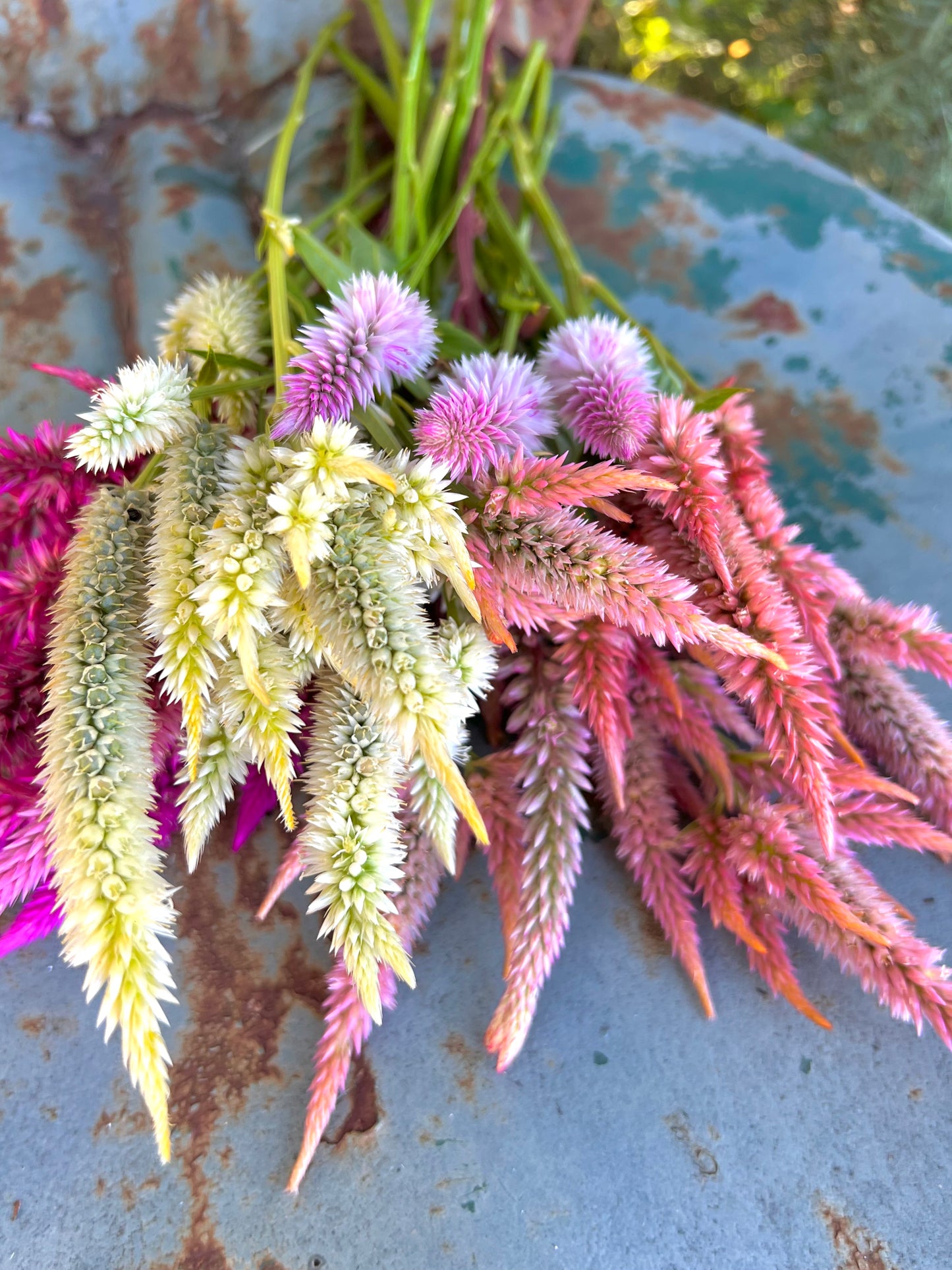 Mixed Colors of Celosia spicata Seeds, Celosia for Cut Flower Gardens and Butterfly Gardens