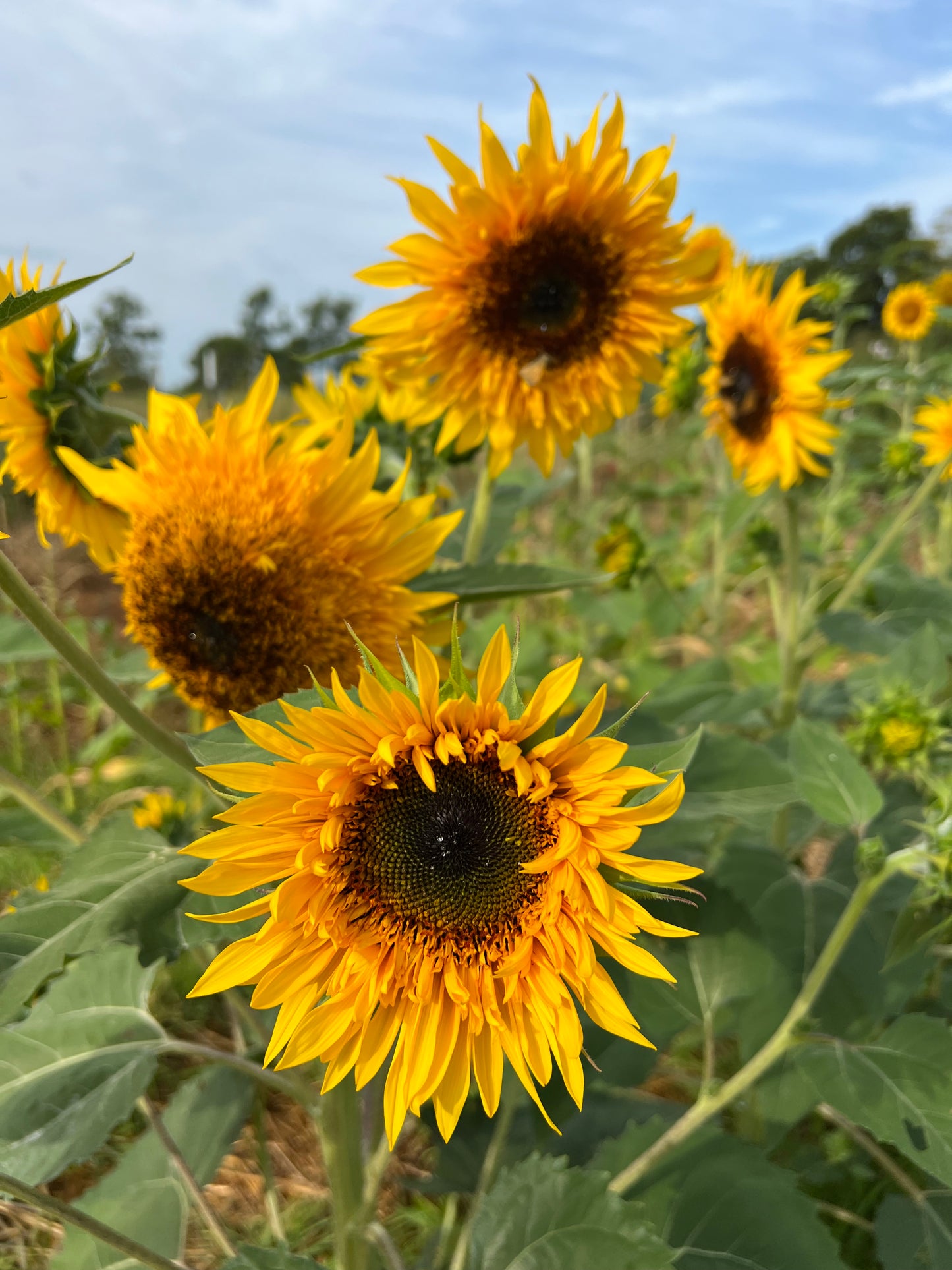 Panache Sunflower Seeds, Great for Cut Flower Farms
