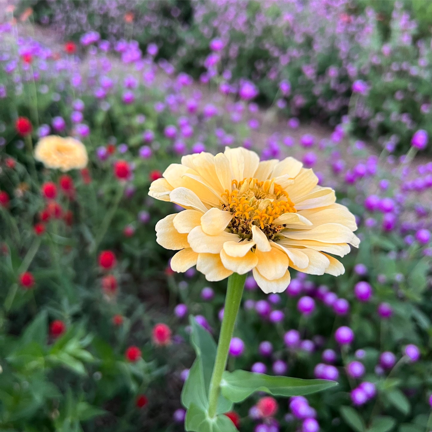 Isabellina Zinnia Seeds, Soft, Buttery Yellow Zinnia, Great for Cut Flower Gardens