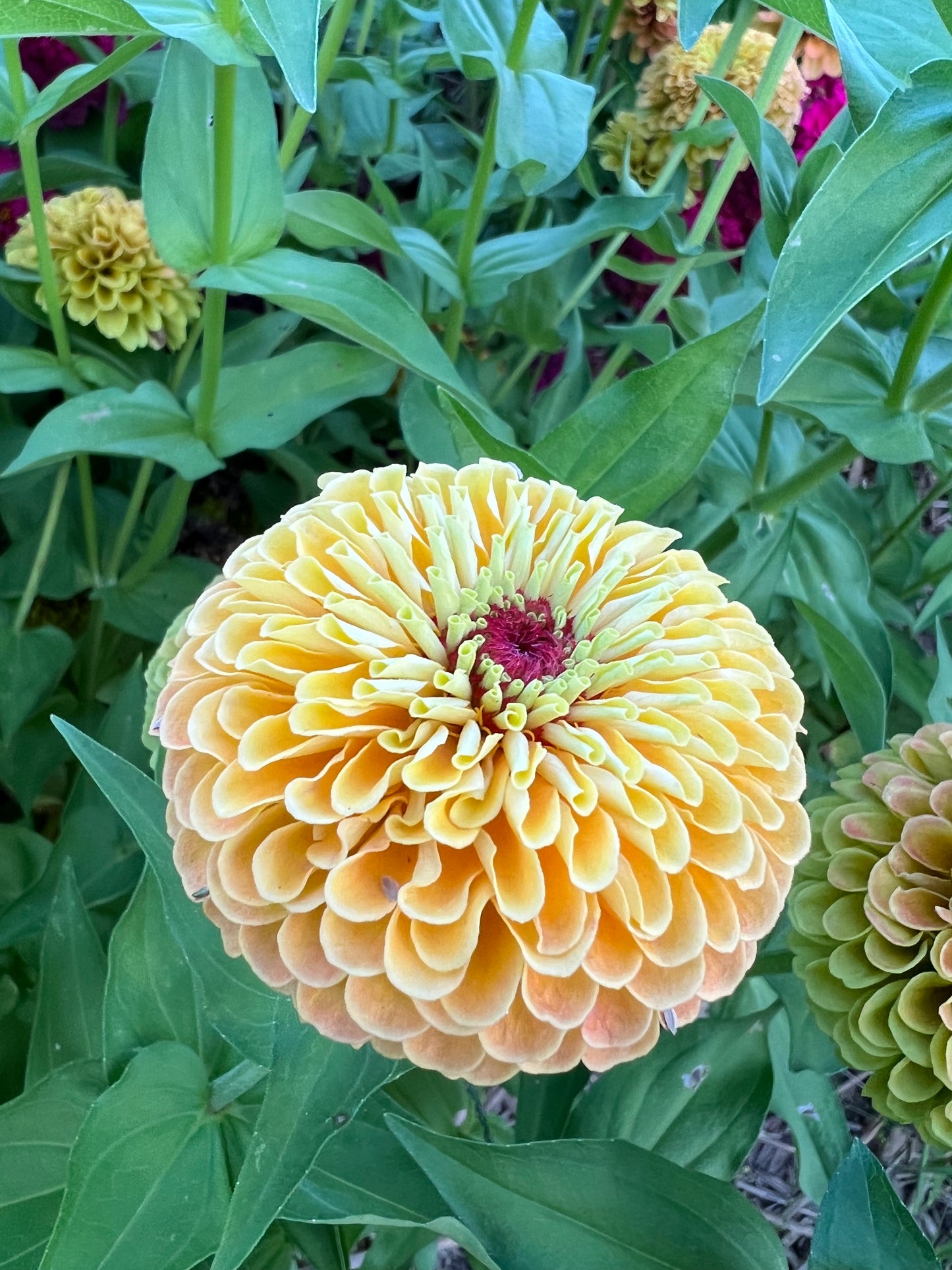 Queen Lemon Peach Zinnia Seeds, Great Zinnia for Cut Flower Gardens