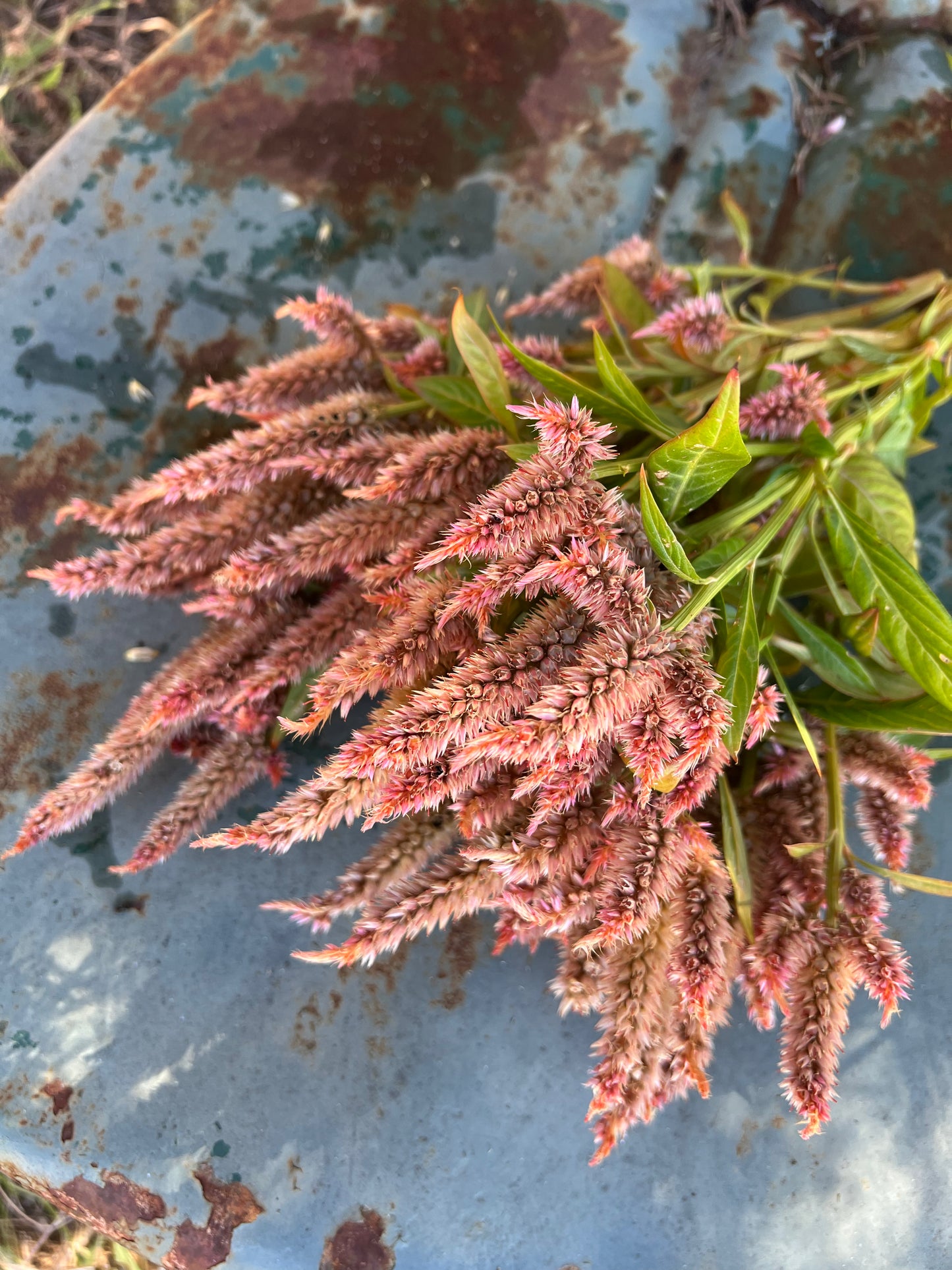 Terra Cotta Celosia Seeds, Annual Celosia- Great for Cut Flower Gardens