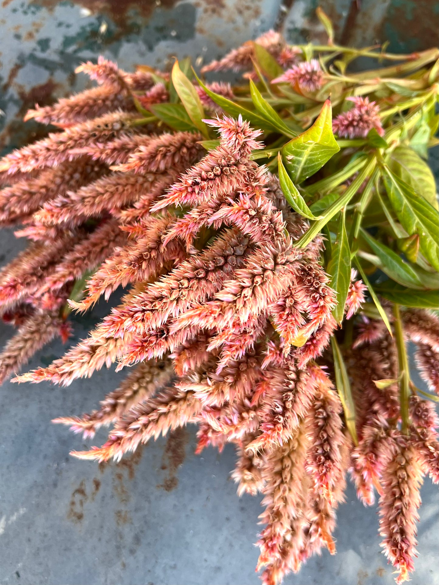 terra cotta colored celosia seeds, flower filler flower in soft orange color