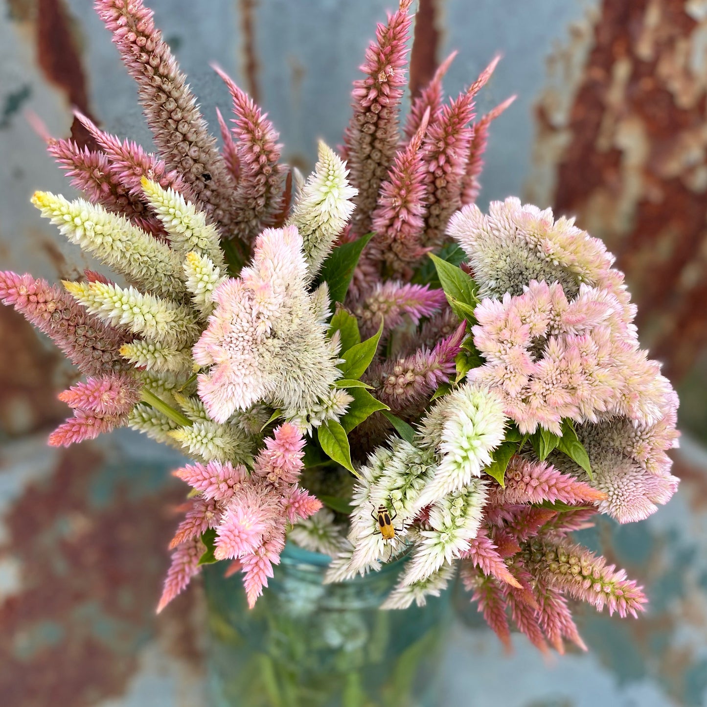 mixed celosia seeds for cut flower gardens