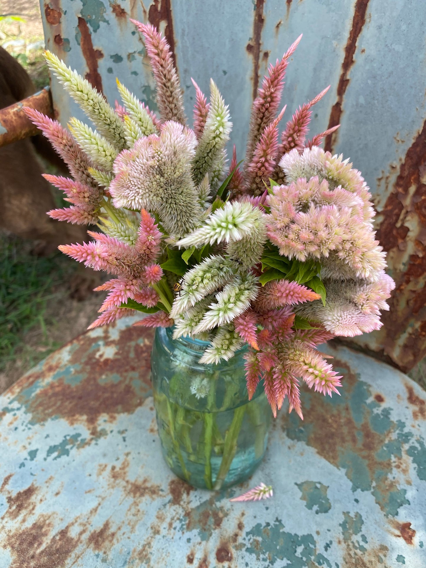 mixed pastel celosia seeds