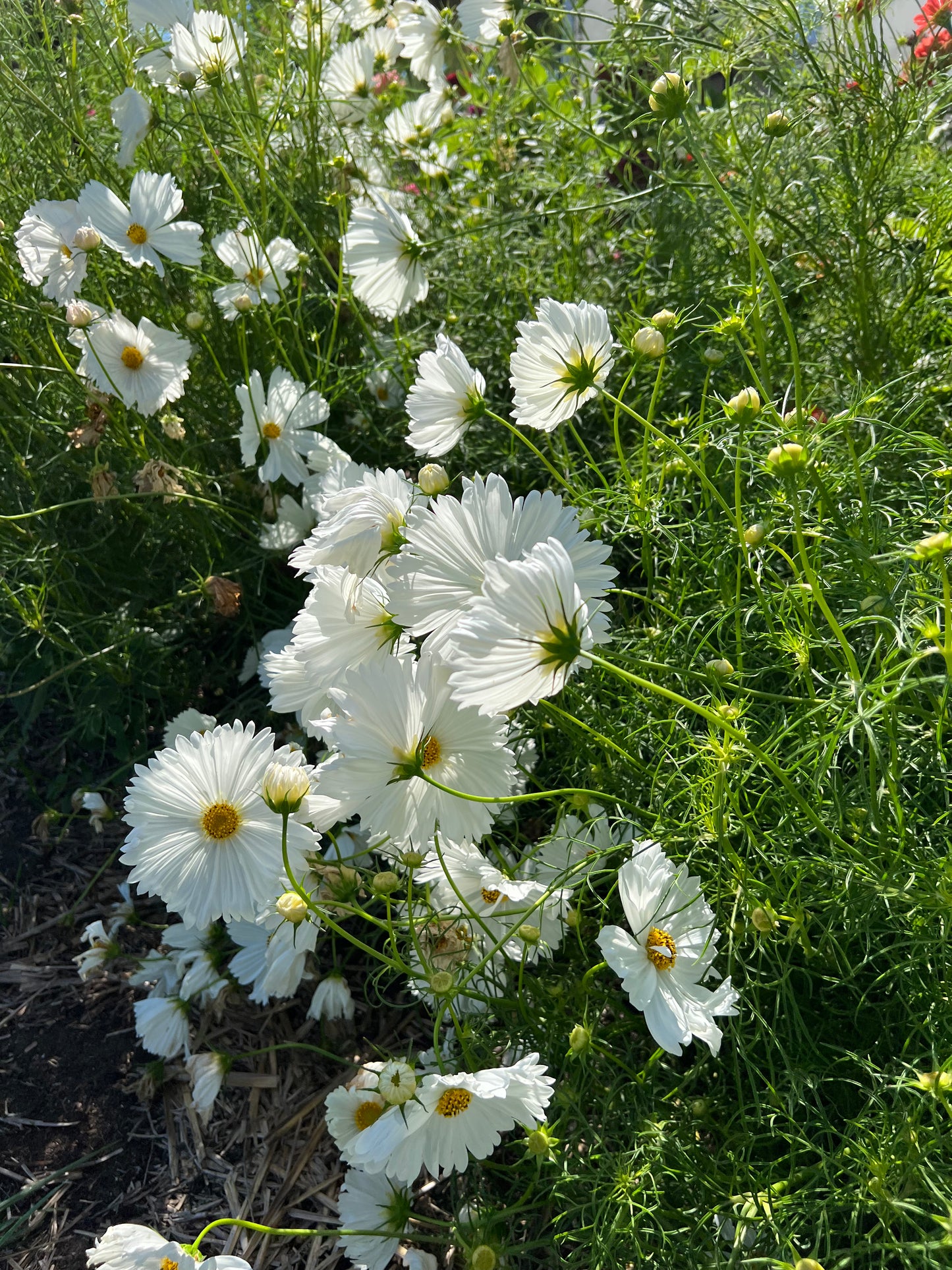 White Cupcake Cosmos Seeds, Great Cut Flower Cosmos