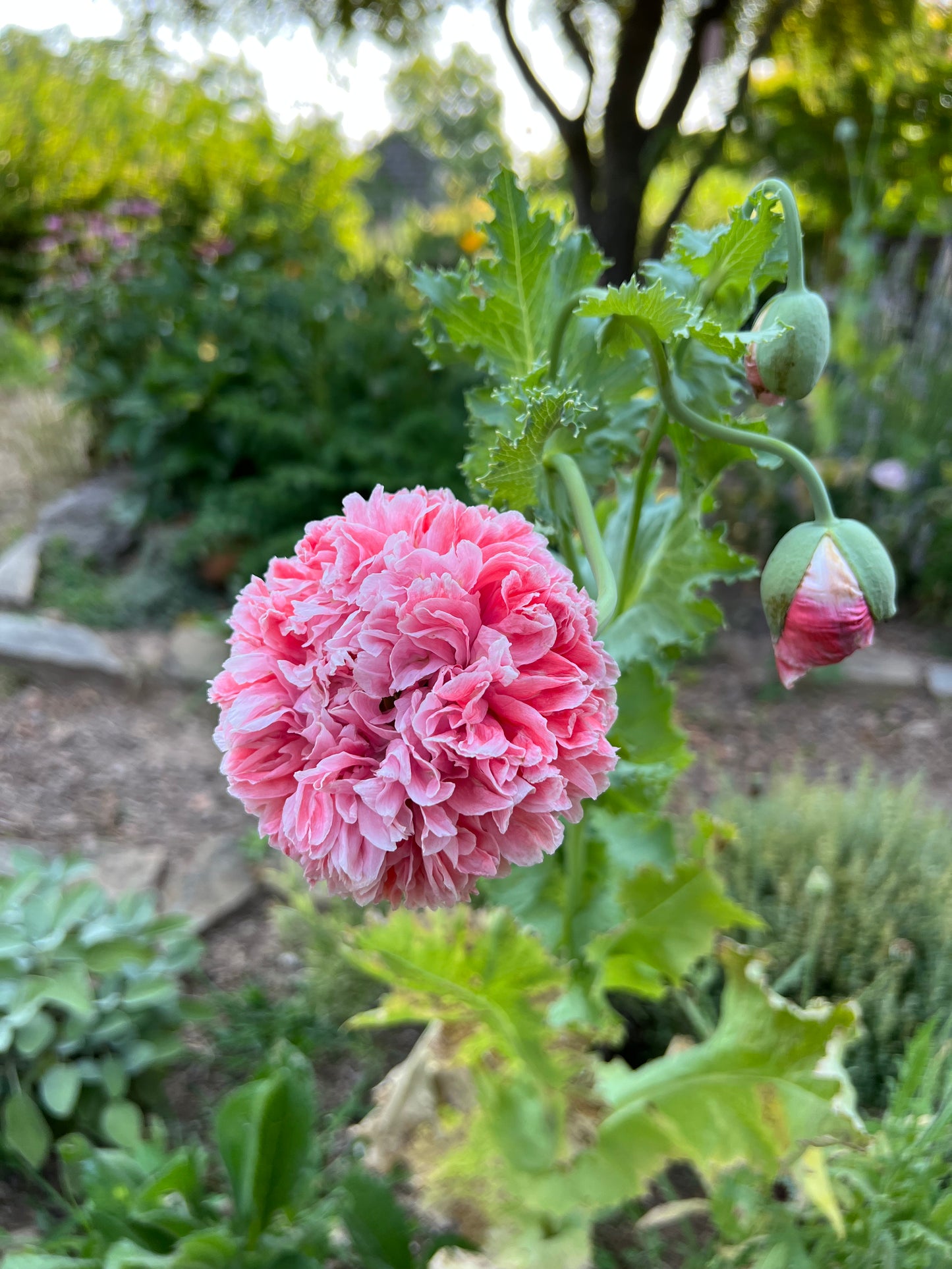 Frosted Salmon Peony Poppy, Papaver somniferum Poppy Seed