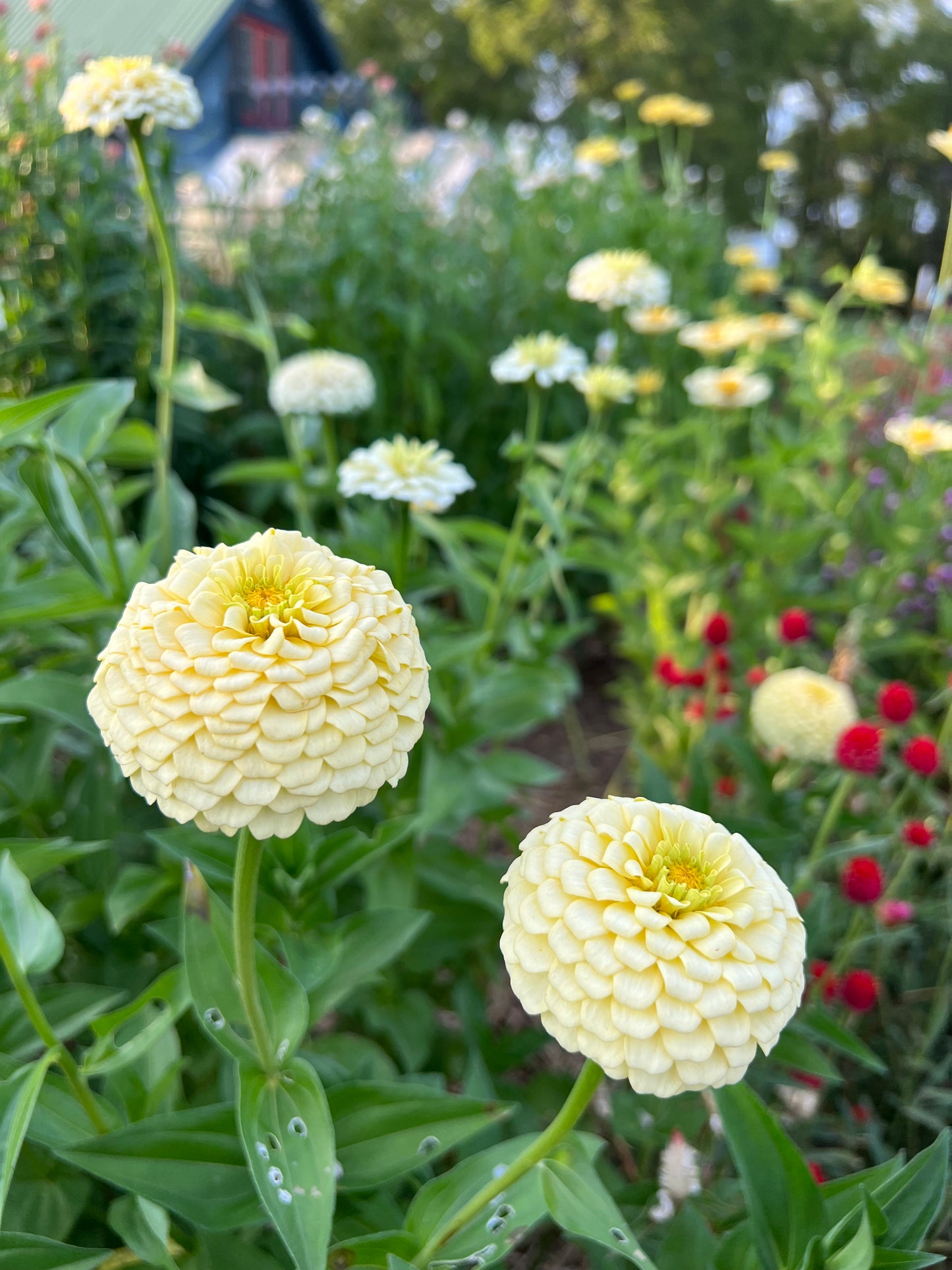 Oklahoma Ivory Zinnia, Creamy Double Zinnia Perfect for Cut Flowers