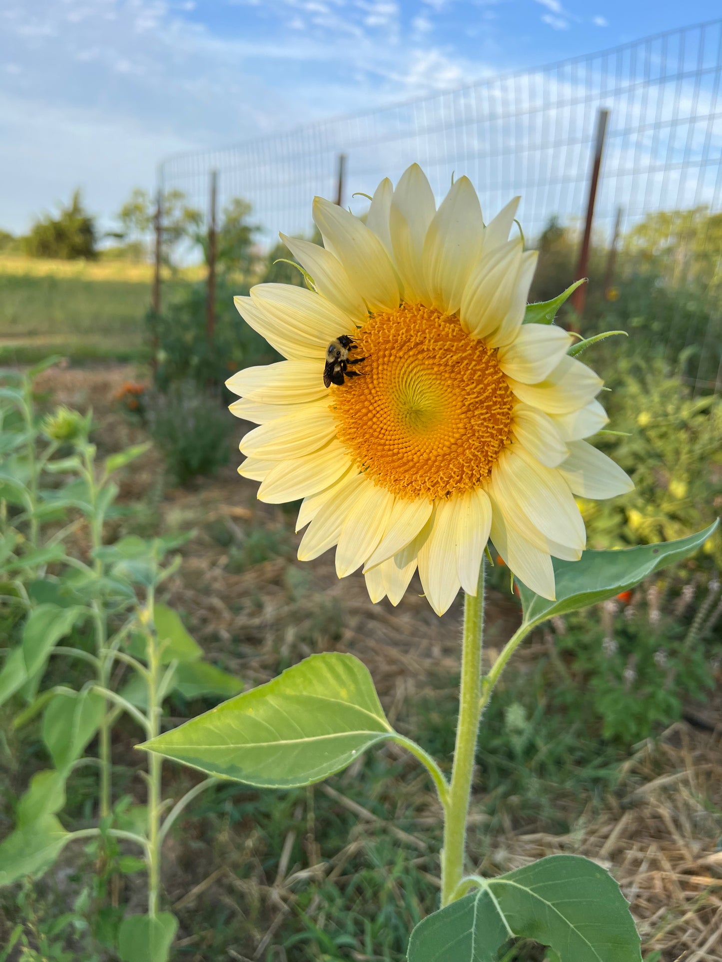 White Lite Sunflower Seeds, Pale Sunflower for Cut Flower Gardens