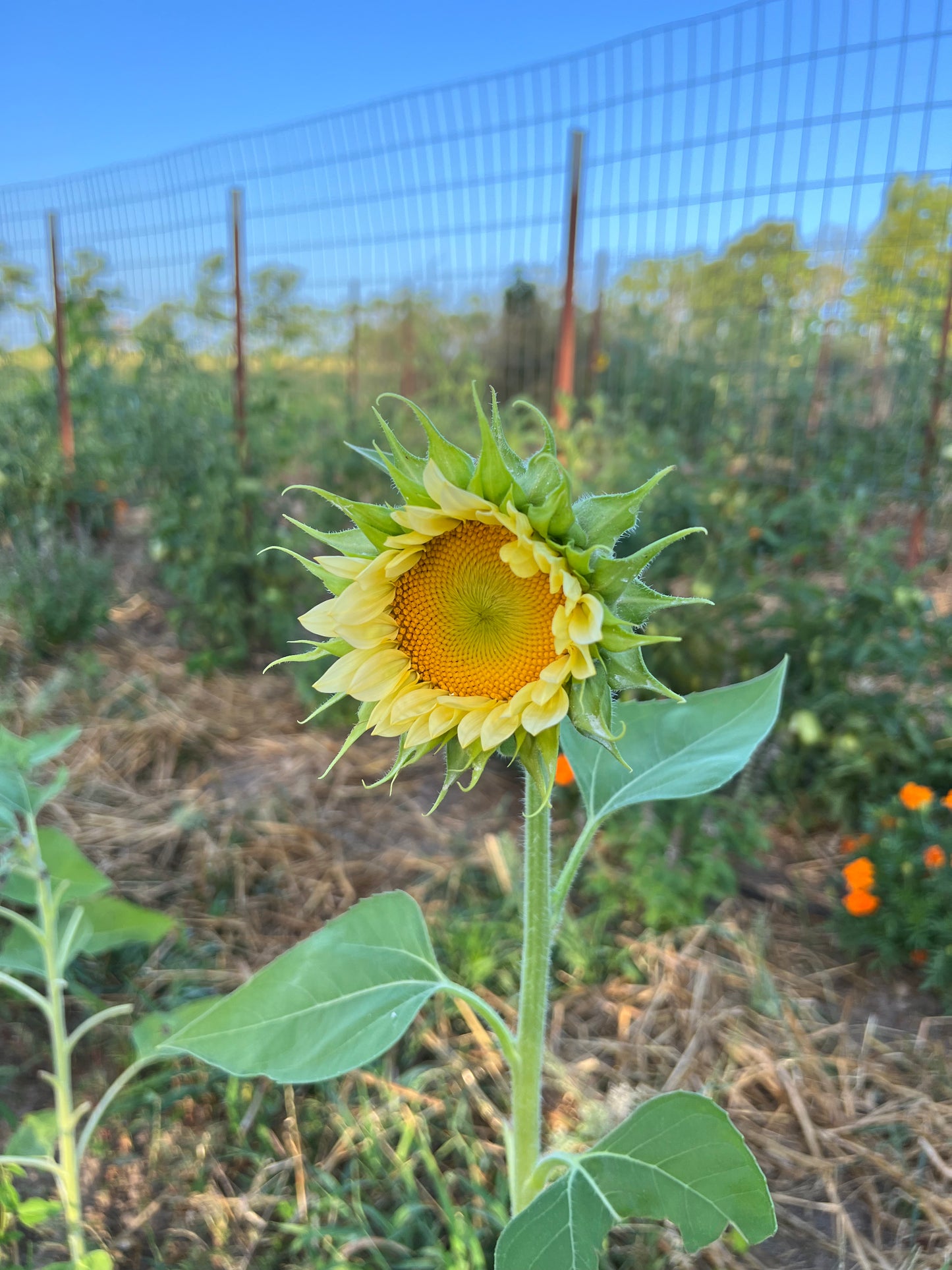 new bud on the white lite sunflowers
