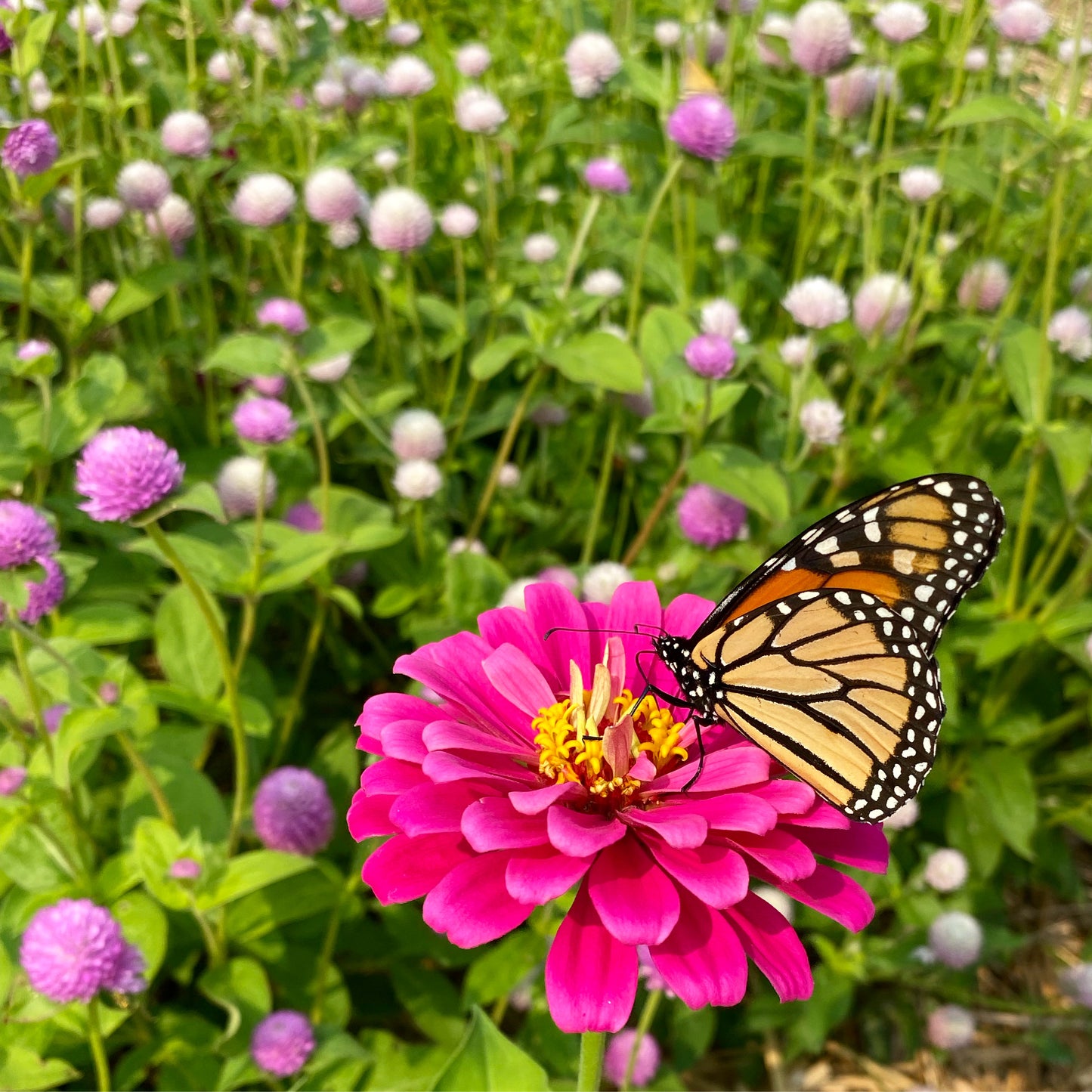 Butterfly garden with uproar rose zinnia