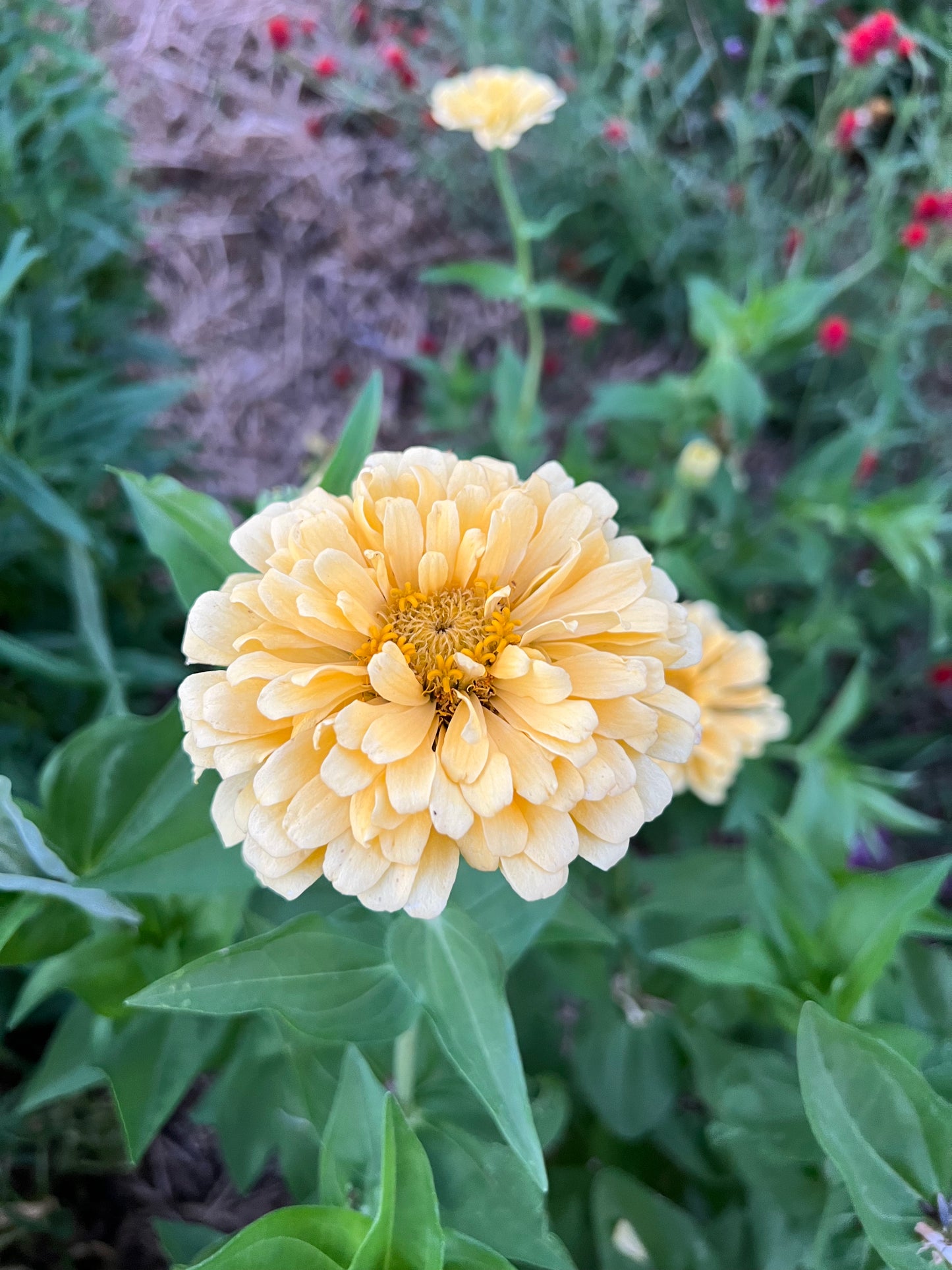 Isabellina Zinnia Seeds, Soft, Buttery Yellow Zinnia, Great for Cut Flower Gardens