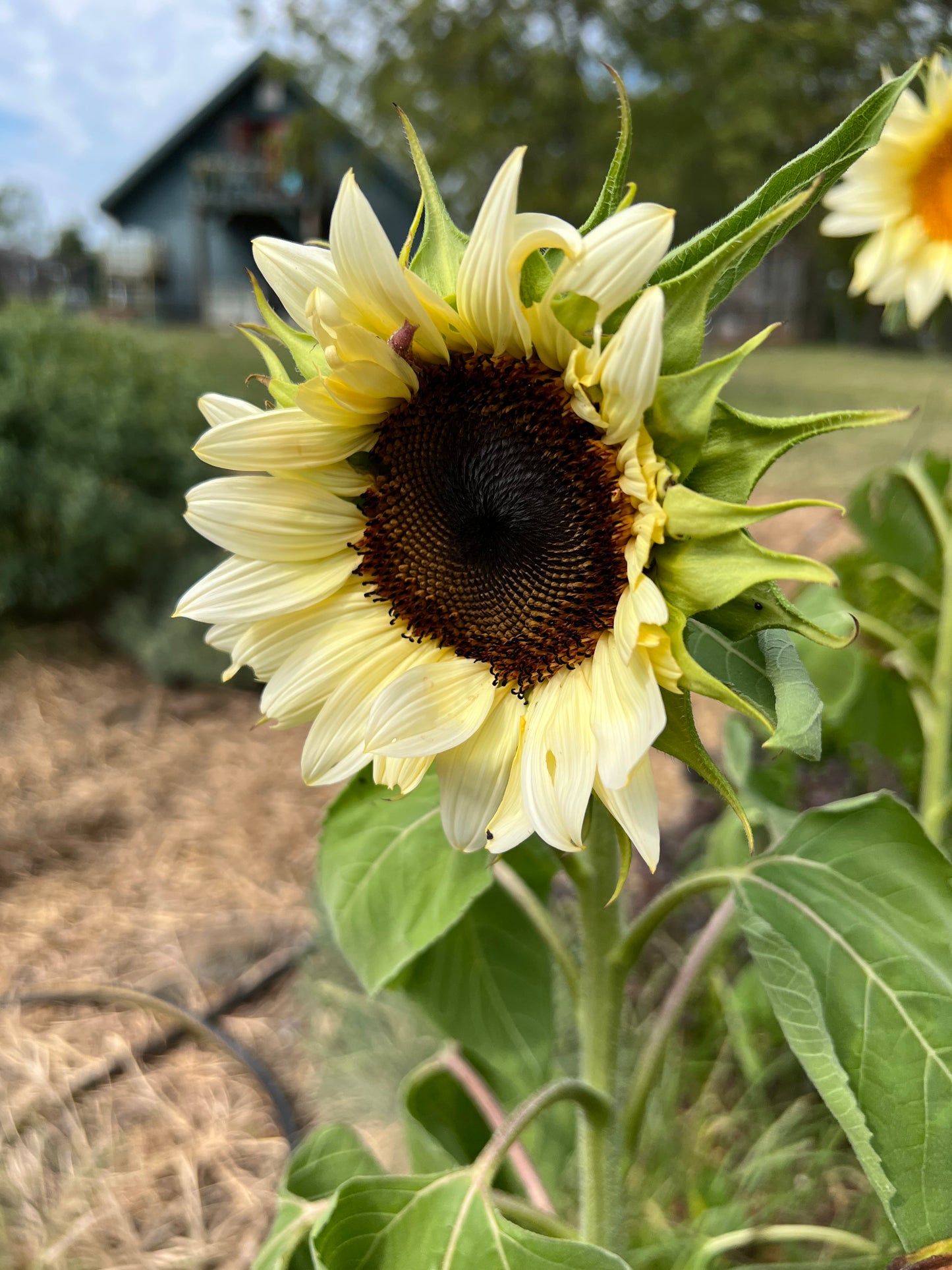 White Nite Sunflower Seeds, Pollenless Pale Sunflowers for Cut Flower Gardens