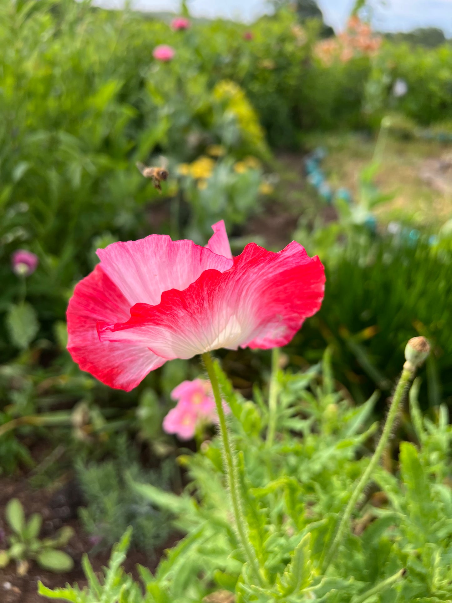 large flowering shirley poppy supreme