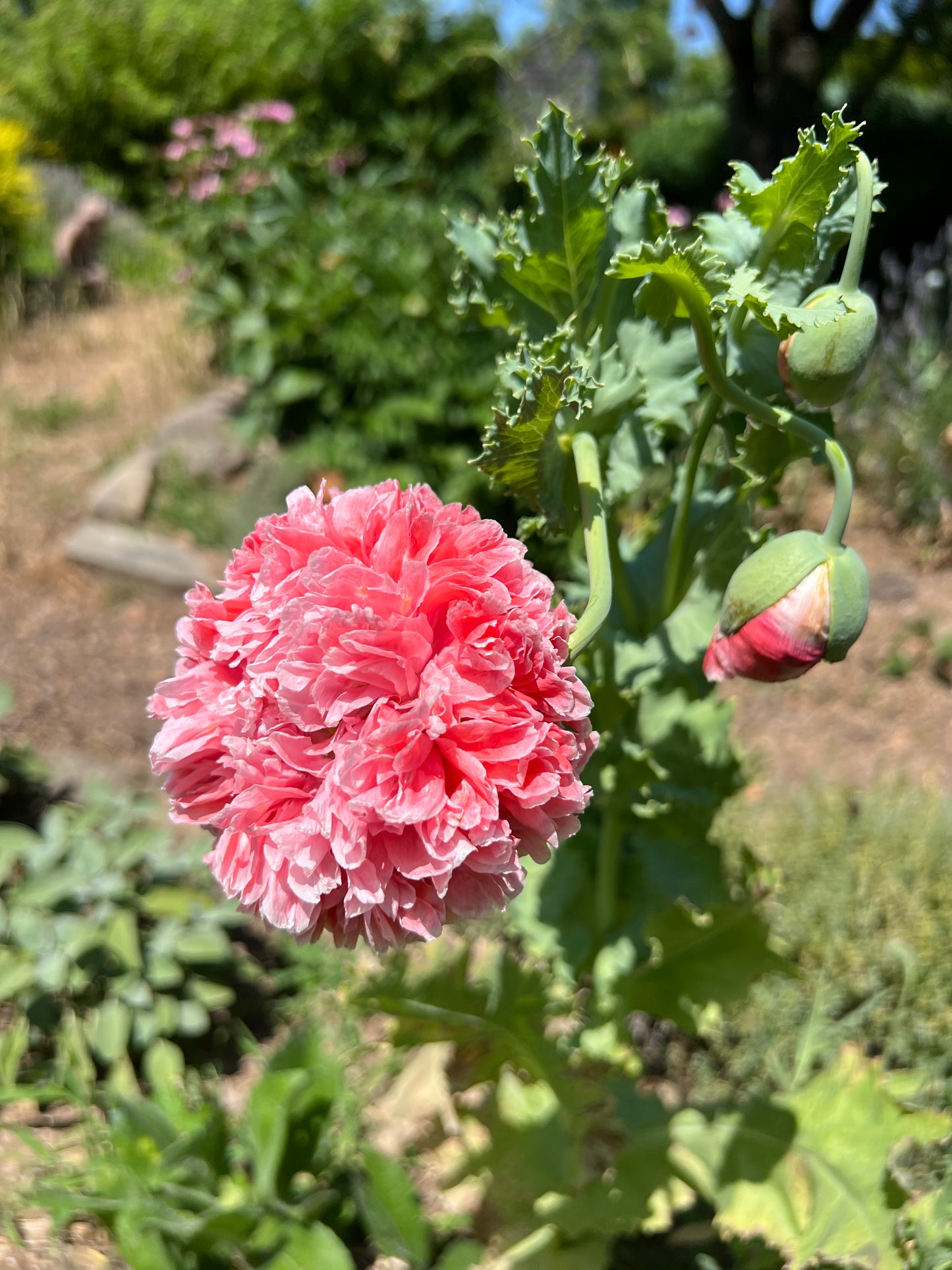 Frosted Salmon Peony Poppy, Papaver somniferum Poppy Seed