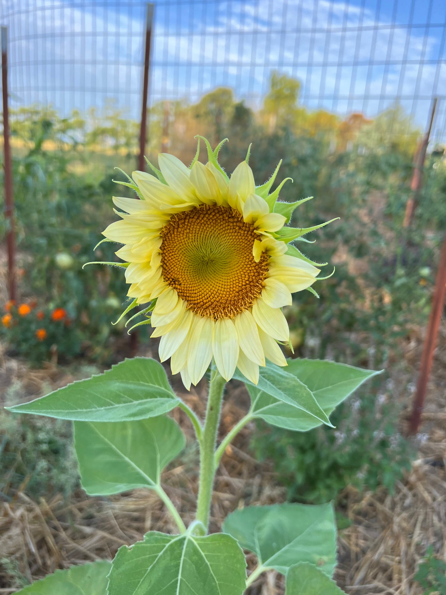 White Lite Sunflower Seeds, Pale Sunflower for Cut Flower Gardens
