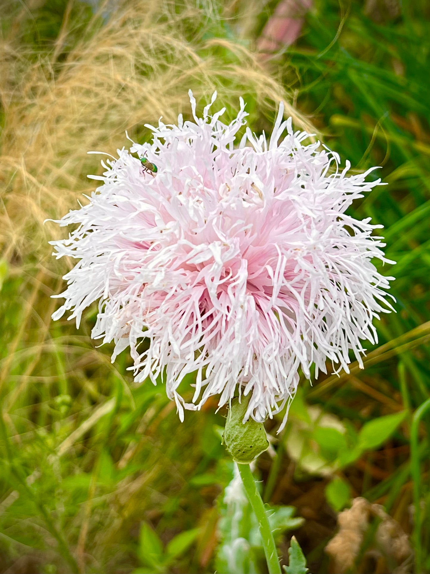 Lilac Pom Pom Poppy Seeds, Fringed Pale Lavender Poppies