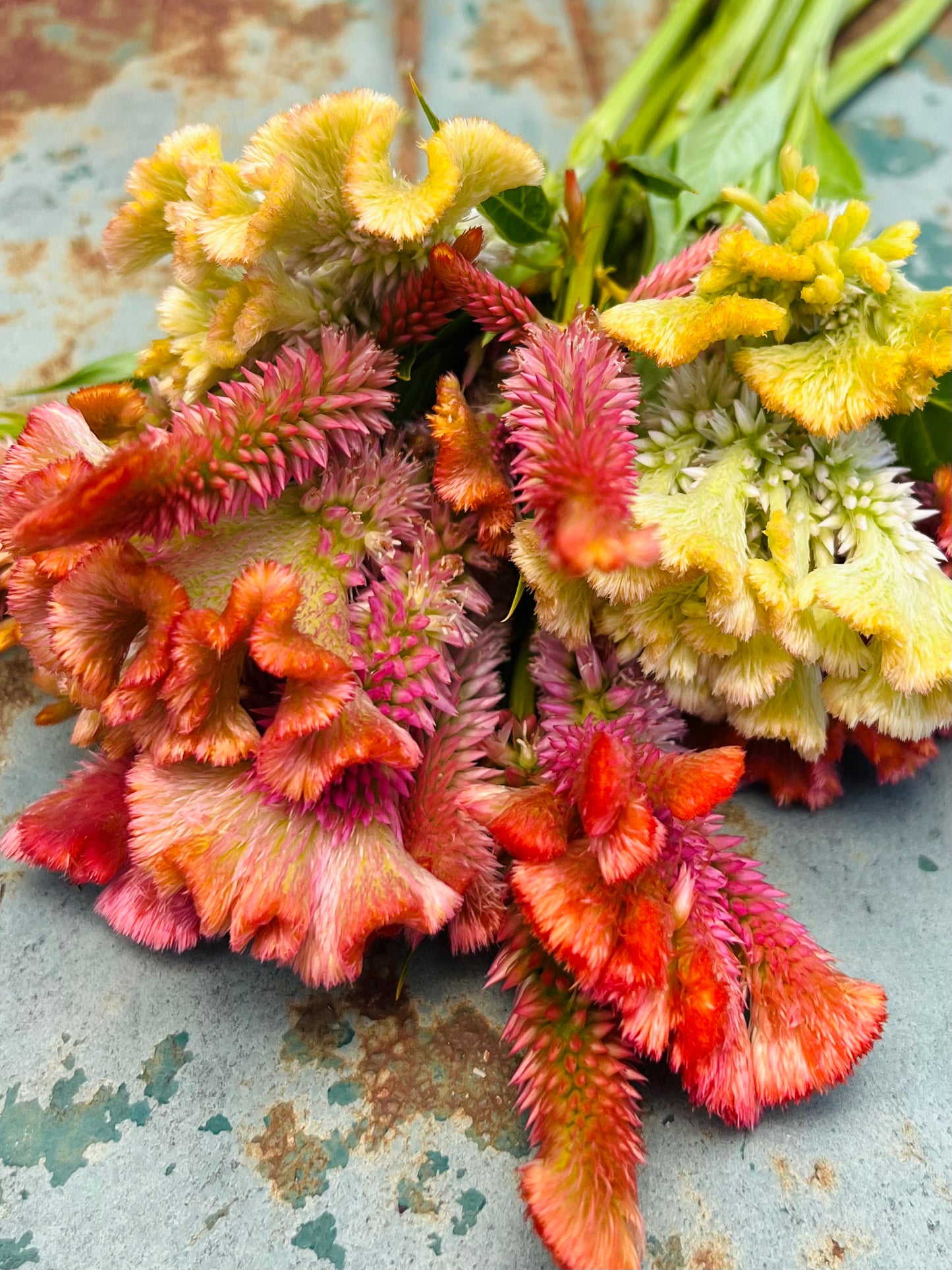 Celosia Fruit Sorbet Seeds, Mountianlily Farm Mix of Bright Color Celosia