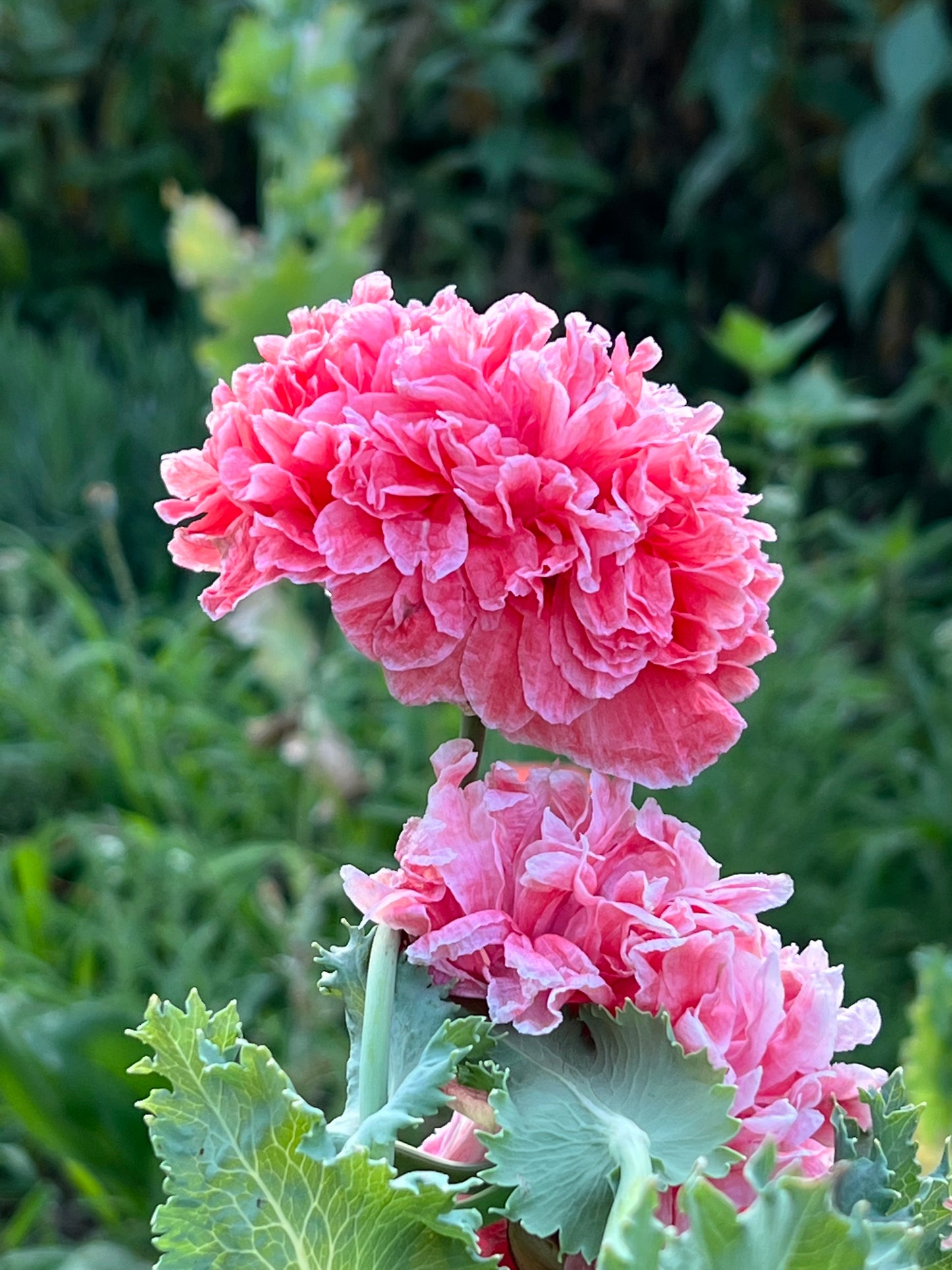 frosted salmon peony poppy
