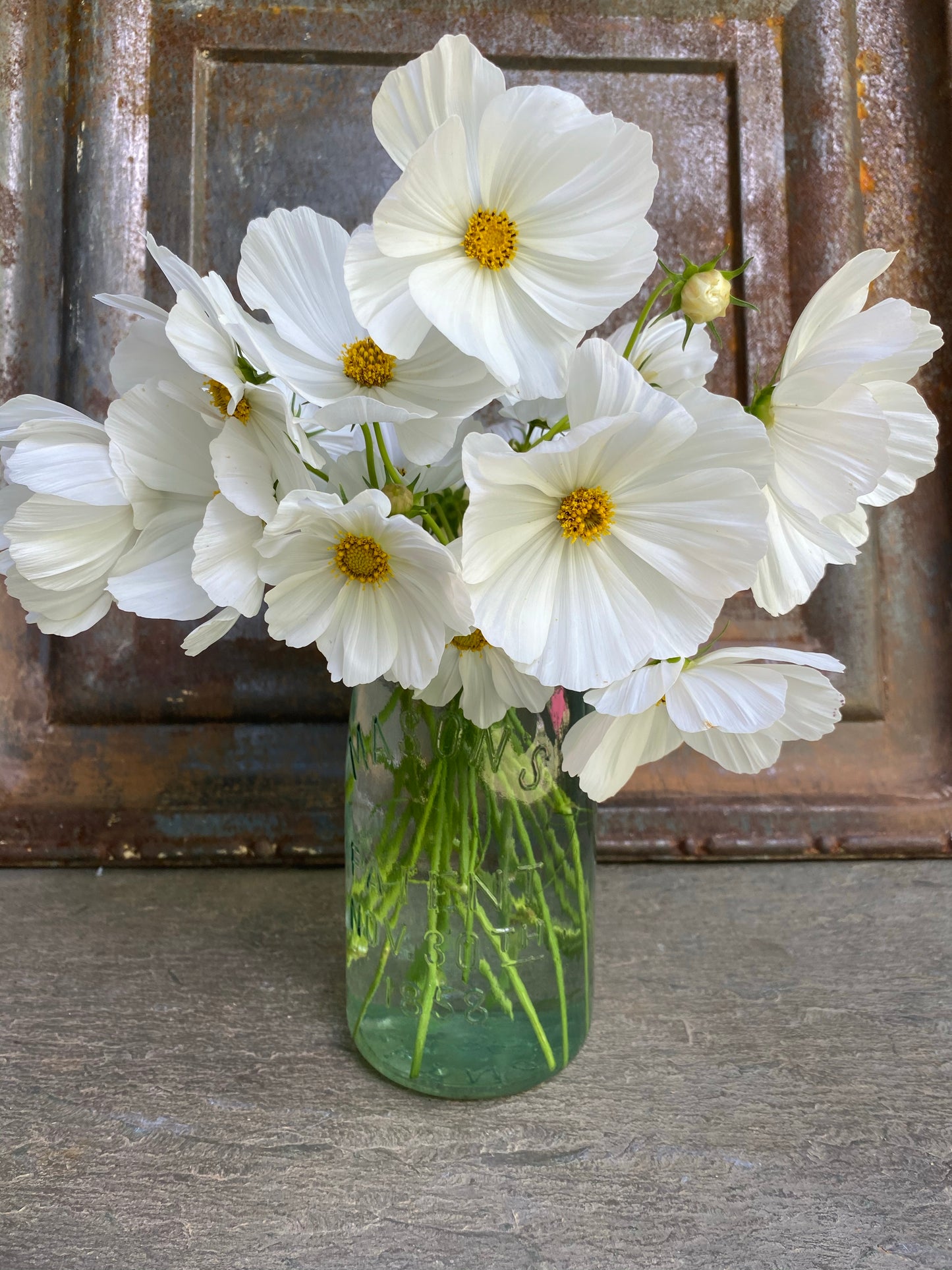 Afternoon White Cosmos Blooms 