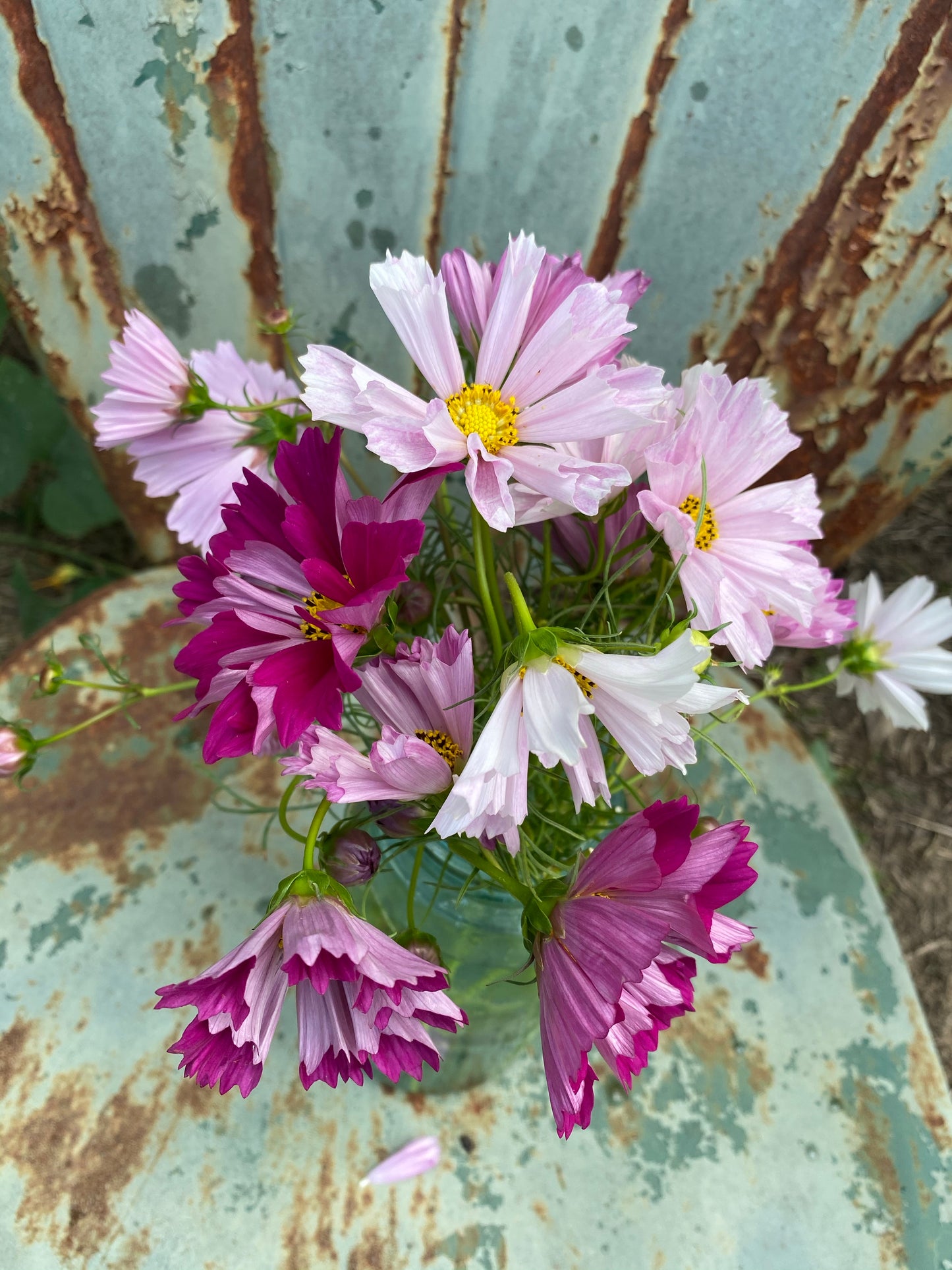 Mixed Cosmos Seeds