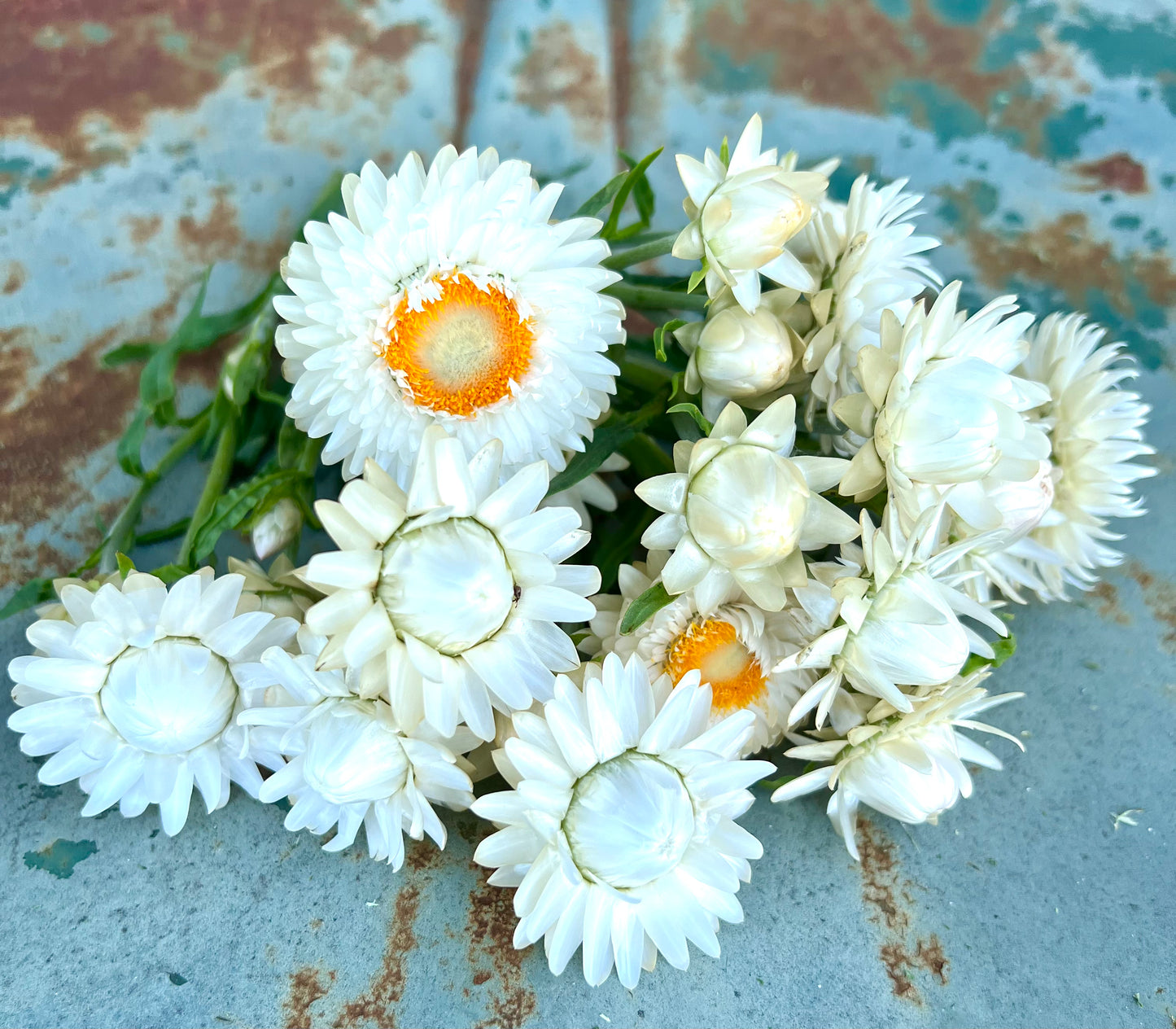 Creamy White Strawflower Seeds- Easy to Grow Everlastings