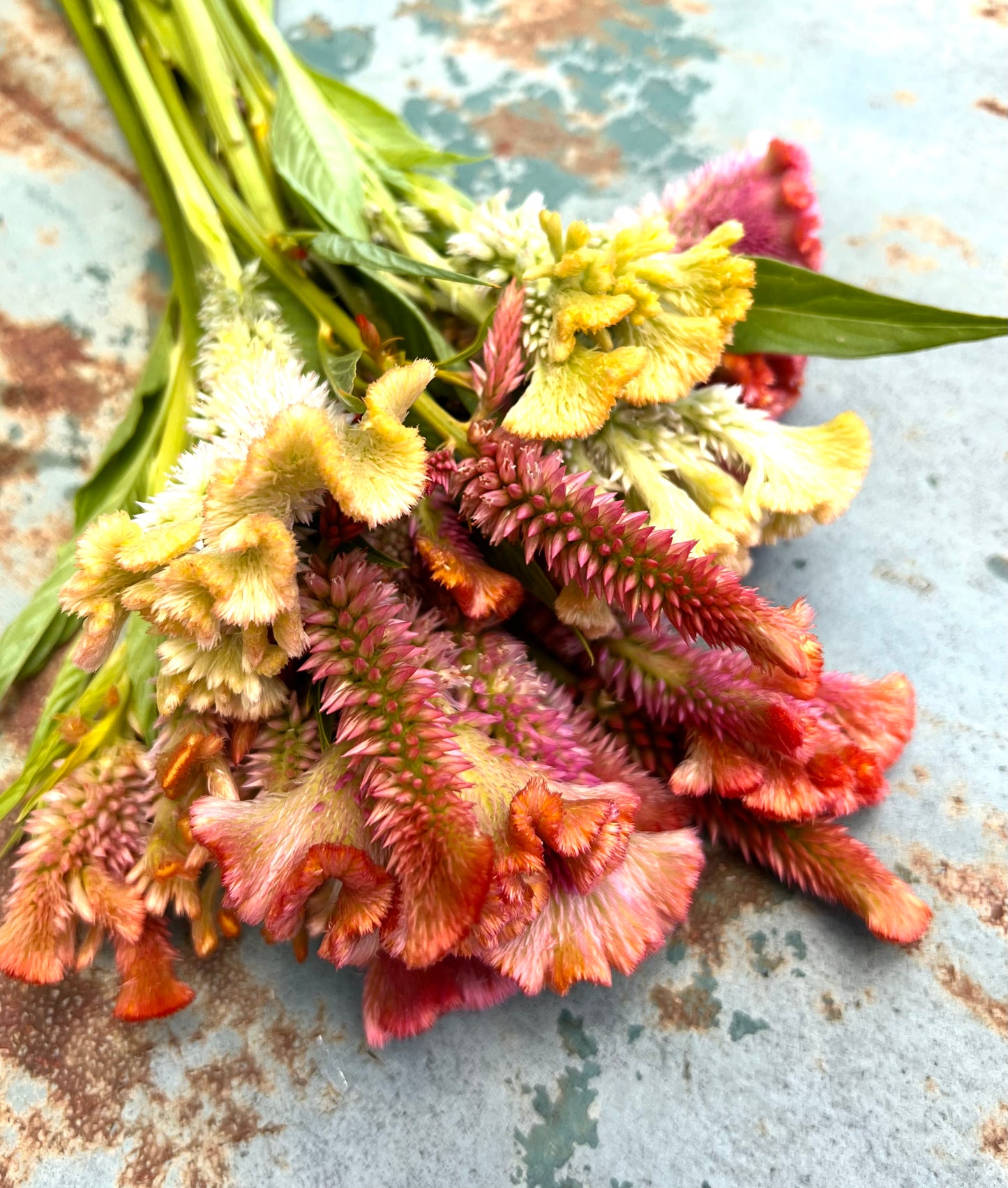 Bright mix of celosia seeds. Fruit punch celosia blooms