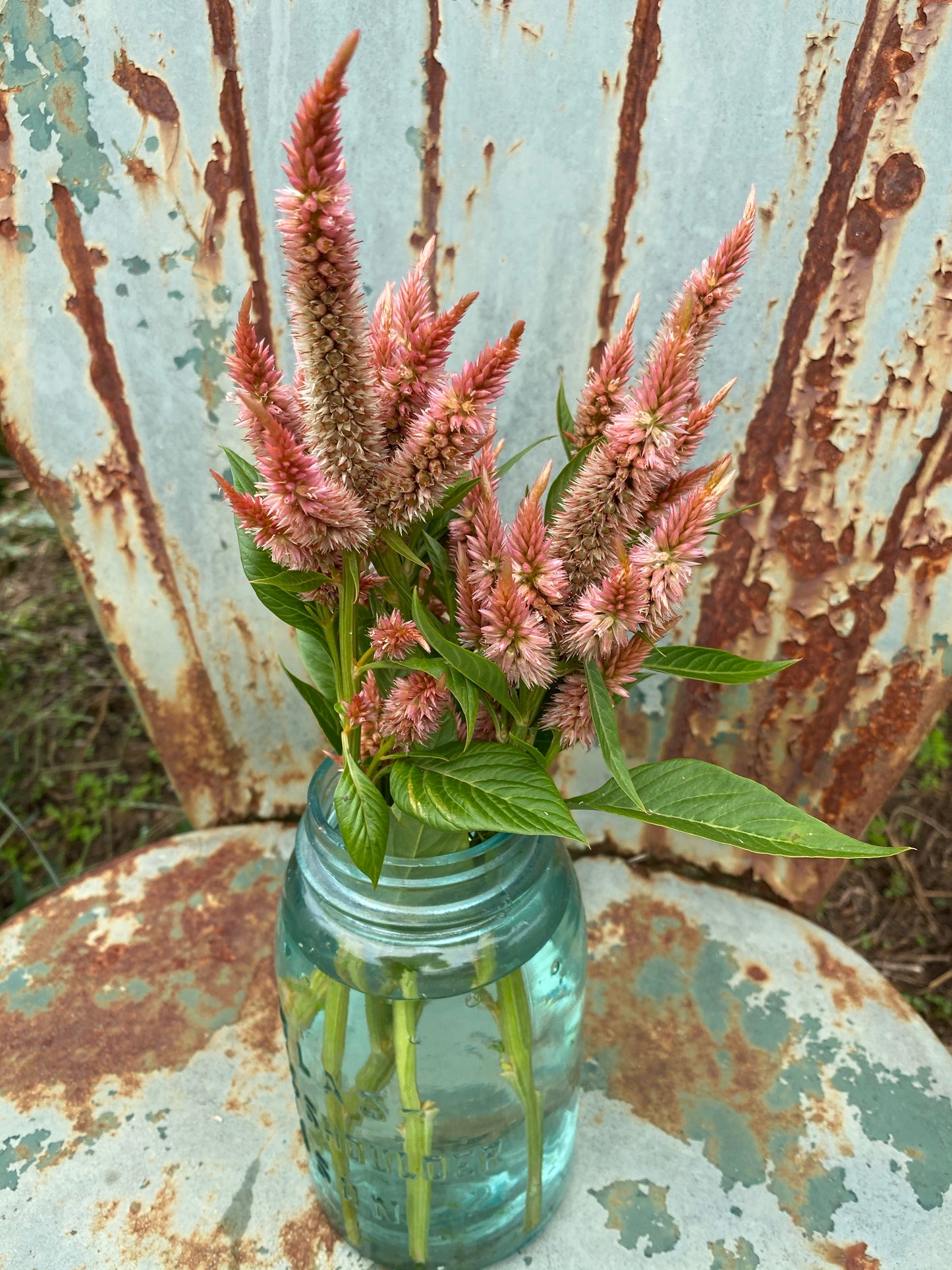 Rusty Spiked Celosia, Terra Cotta Celosia Seeds