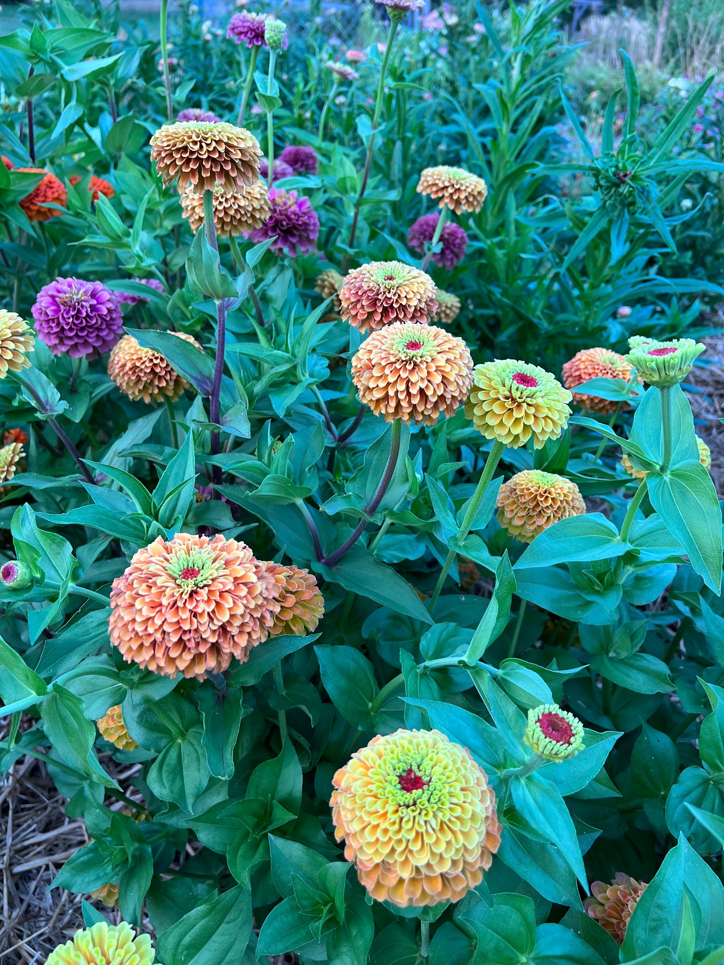 Mix queen lime zinnias in the cut flower garden