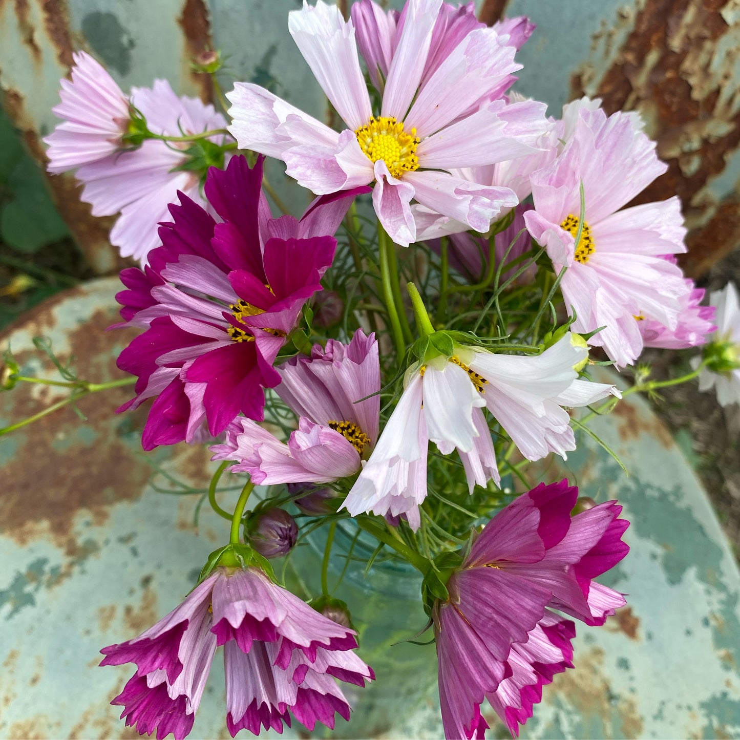 Mixed Seashells Cosmos Seeds