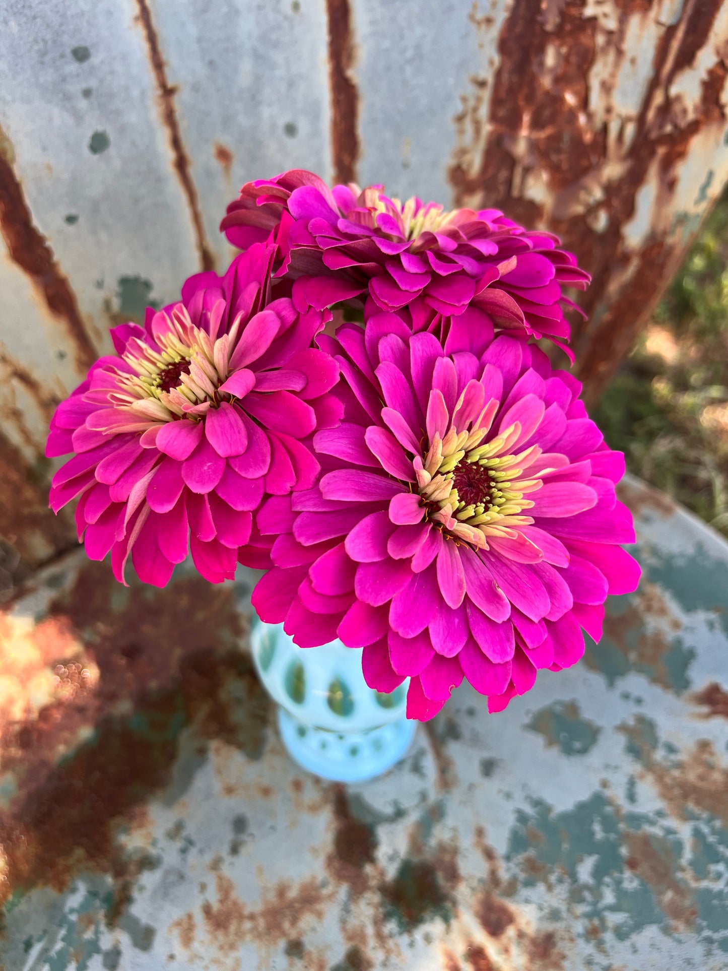 Pink Uproar rose zinnia seeds