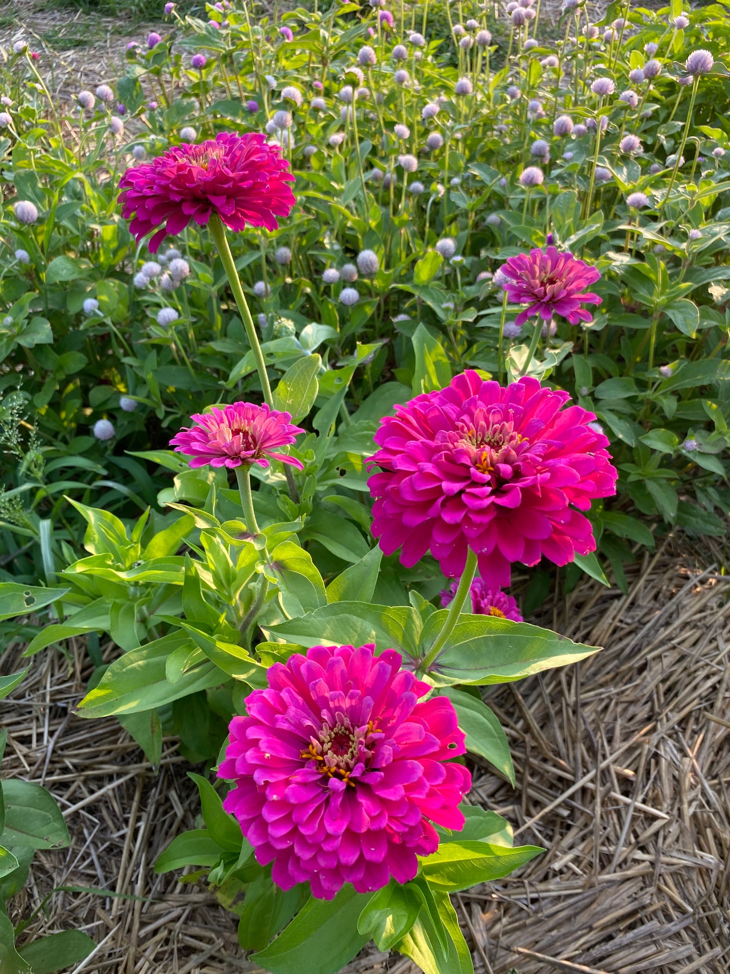 zinnia in the cut flower garden